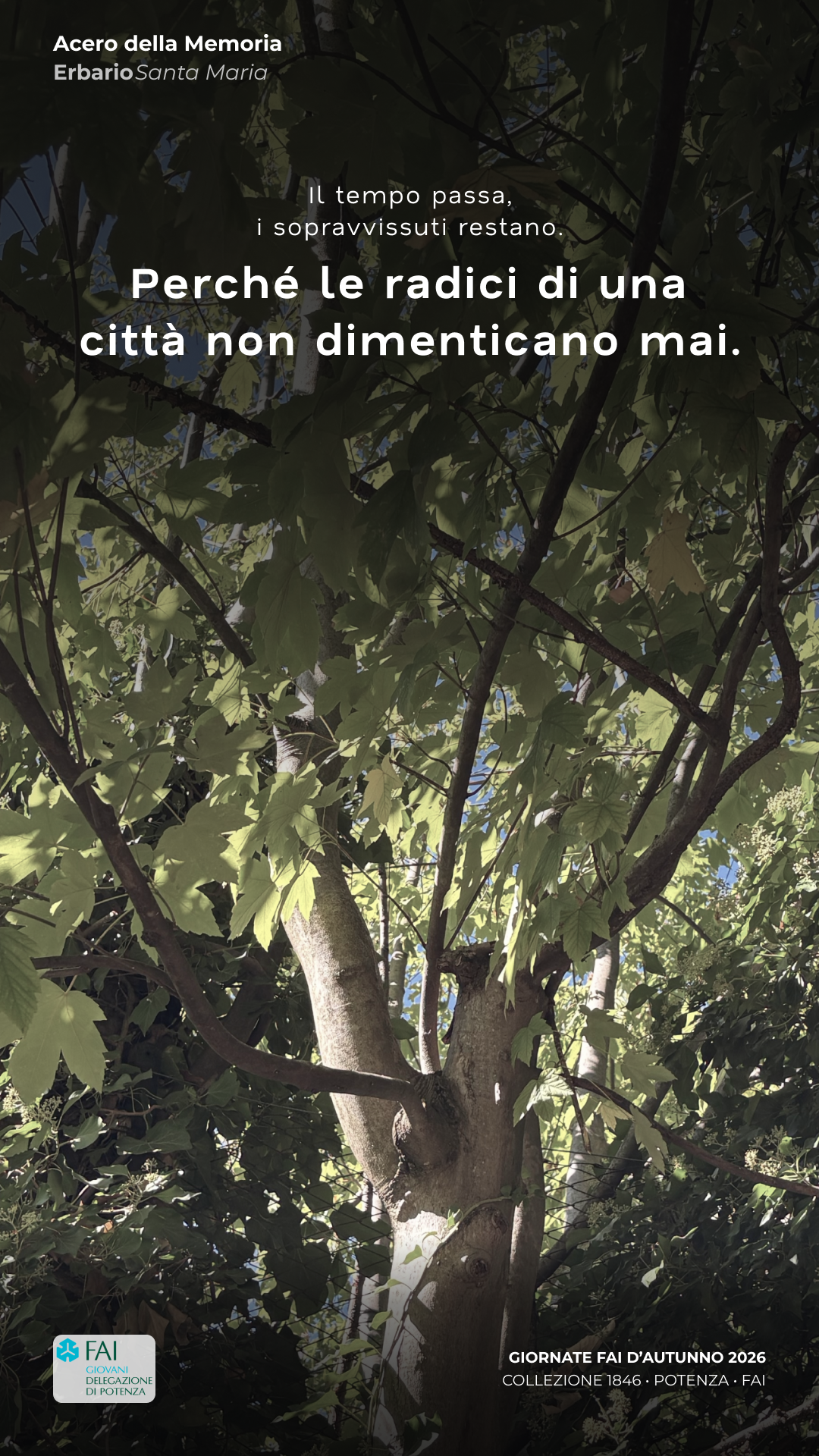 Card sociale di Acero della Memoria